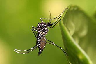 You are currently viewing The Dengue Mosquito: A Vector of Concern